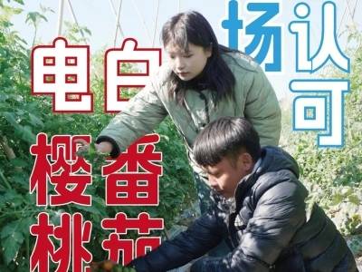 冬种引领力 | 电白樱桃番茄 市场超认可