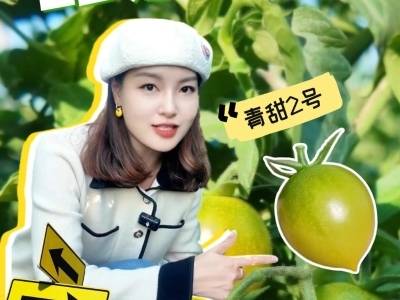 青甜2号：番茄界“甜系天花板”