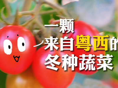 一颗来自粤西的冬种蔬菜