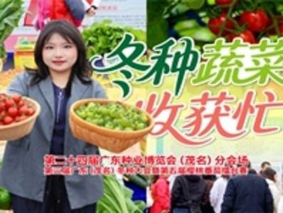 冬种蔬菜收获忙