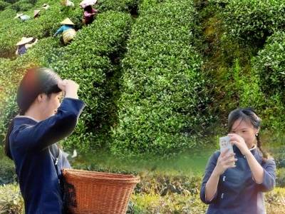 南方日报·一线实践 | 一片虫眼嫩叶的“远行”密码