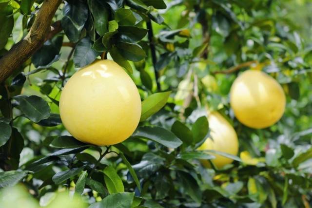 全国每五个柚子，就有一个产自梅州。