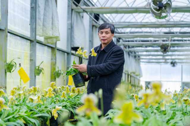 中国科学院华南植物园研究员，中国科学院大学博士生导师，广东省花卉协会常务副会长兼秘书长曾宋君在四会石狗镇兜兰种植基地。