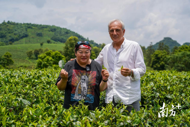 外国友人走进清远英德茶园。