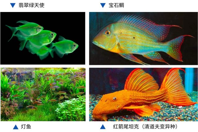 广州已建成国内规模最大的热带观赏鱼养殖基地，培育多个水族新品种。