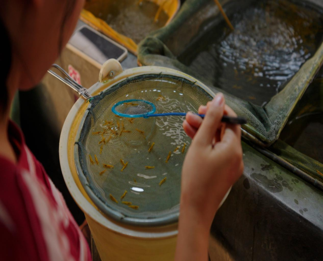 种业是现代农业的“芯片”，更是观赏鱼产业核心竞争力的关键所在。