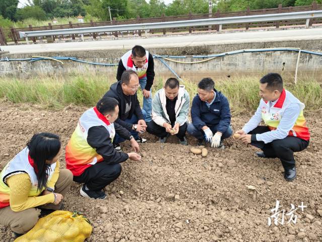 兴宁市坭陂镇特色马铃薯种植项目落地。