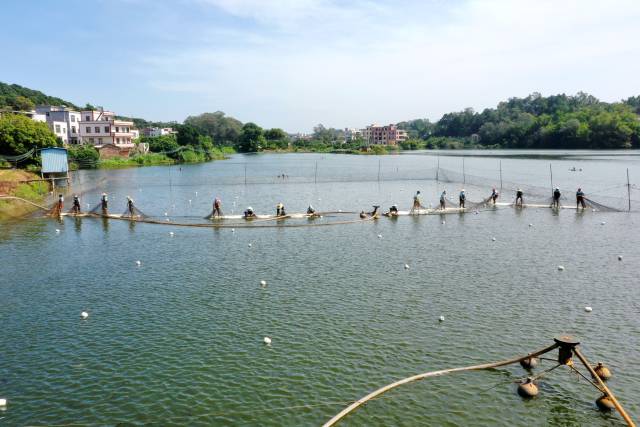 茂名（茂南）罗非鱼养殖塘