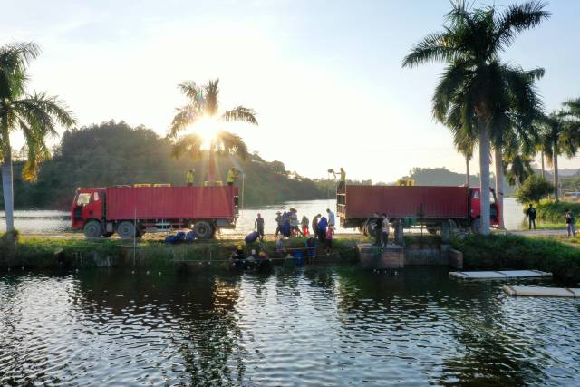 茂名（茂南）罗非鱼养殖塘