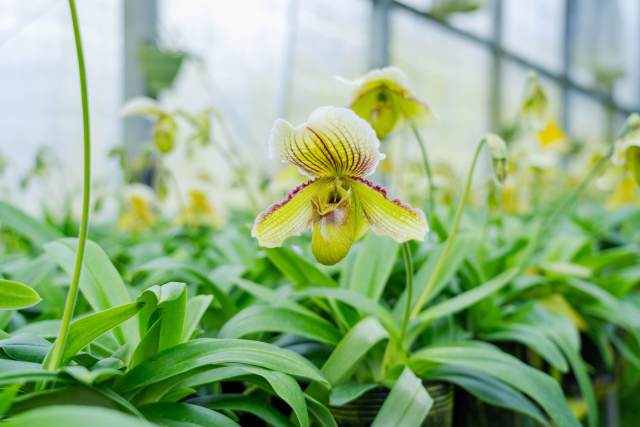 “植物界大熊猫”兜兰。