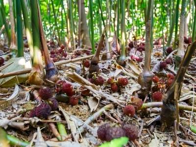 广货行天下·阳江有靓嘢⑥ | 这颗“岭南珍宝”，妥妥的护“胃”神器