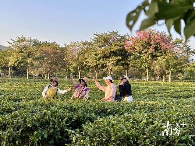 游客在英九庄园内游玩。