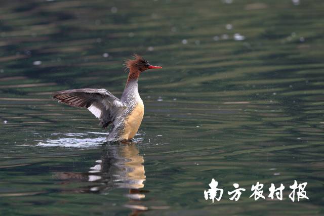 中华秋沙鸭首次现身湛江。程立 摄 