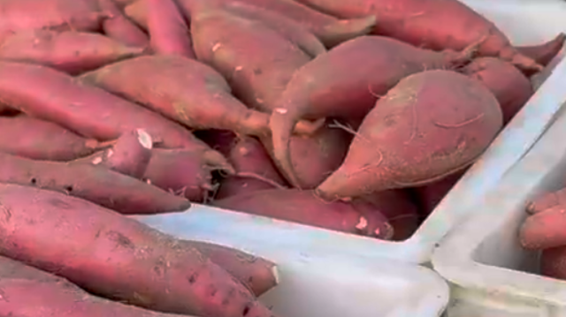 6年来直供香港！“潮南优选”甘薯飘香大湾区｜广货行天下