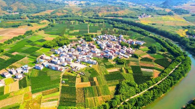 七拱镇淮山种植基地。