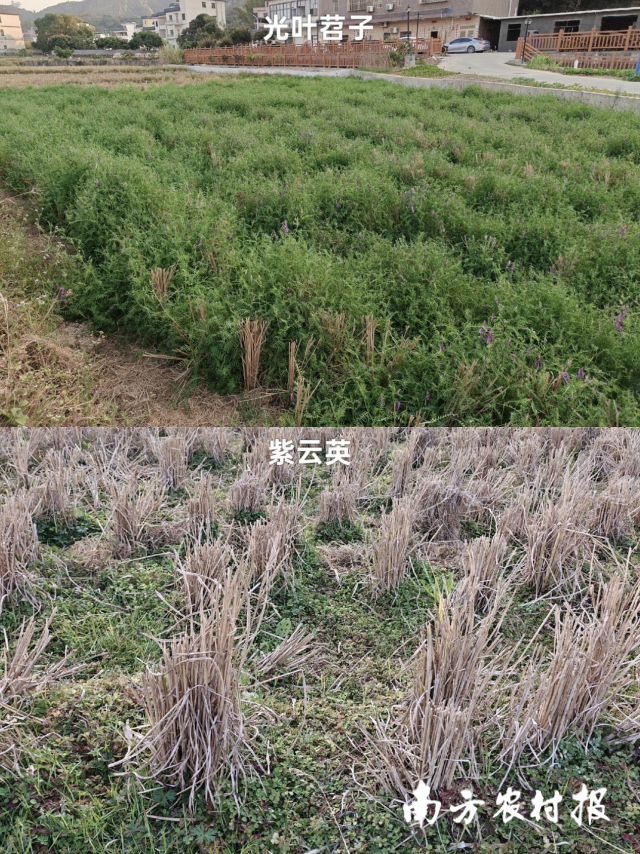 光叶苕子与紫云英，在惠阳稻田中同一时期长势情况