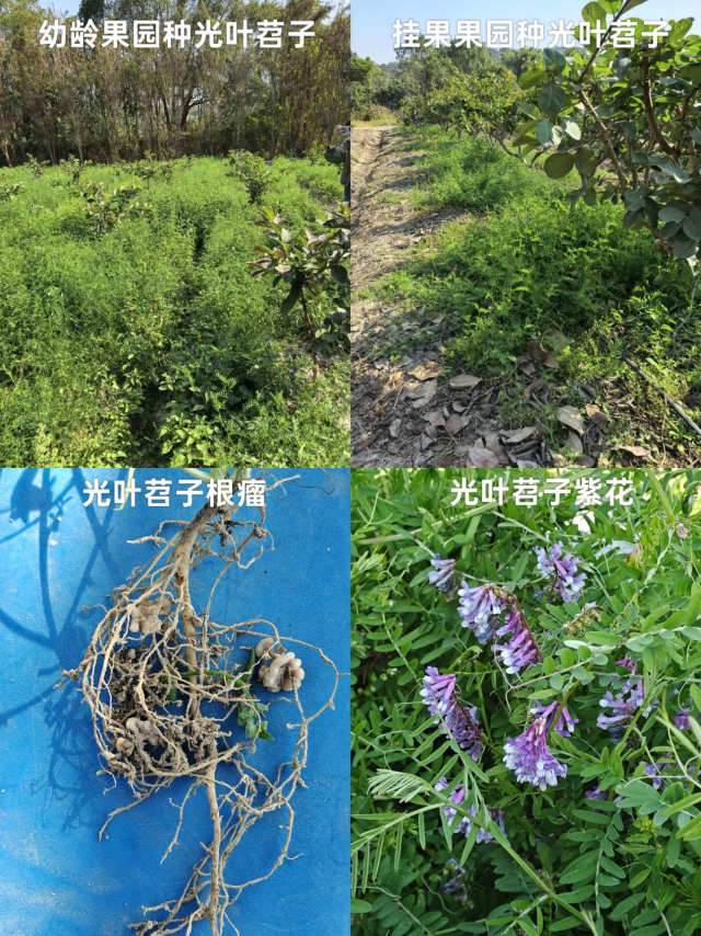 光叶苕子在惠阳番石榴园长势情况