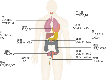 早发现癌症的秘密武器：肿瘤标志物检测你了解多少？