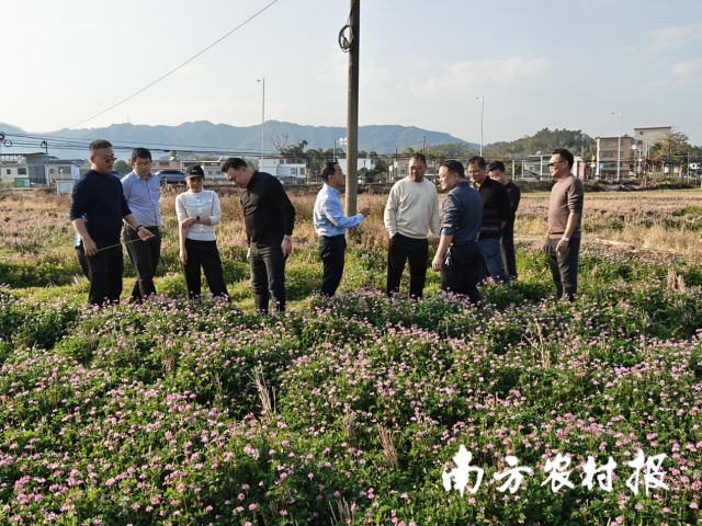 省市县联合调研组到惠州专题调研冬种绿肥