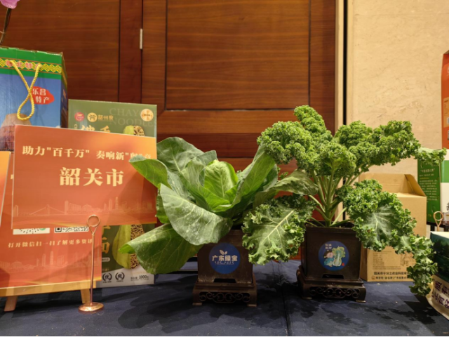 郑桂林带来的盆景蔬菜成为韶关厅内的焦点。受访者供图