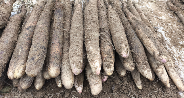 七拱镇出产的阳山淮山。