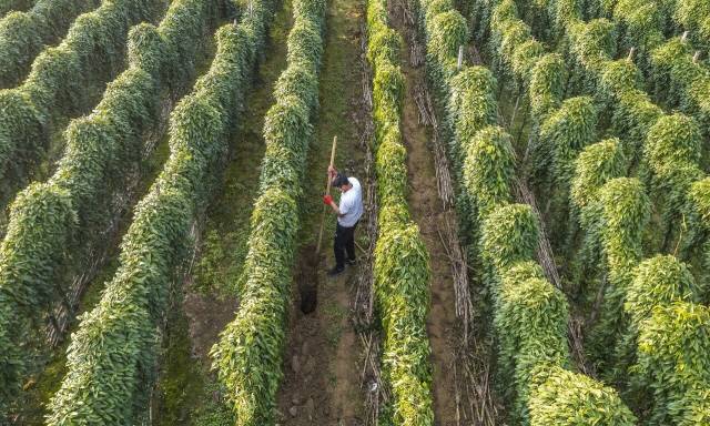 阳山县七拱镇西连村洞尾村小组，村民在挖淮山。 冯国志 摄