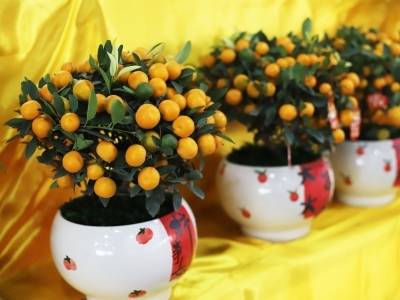 玩购吃拍！潮州金石迎春花市全新升级，“美丽经济”有了新活力