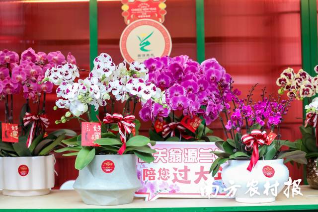 南方农村报 吴秒衡 拍摄