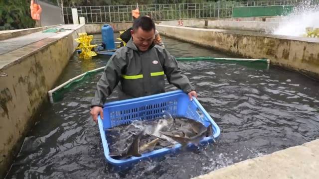 鲟鱼被打捞上来。图源自人民网。