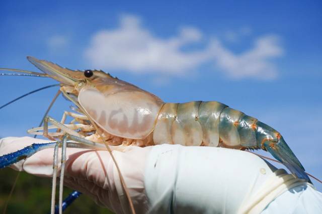 南方农村报 王富迪 拍摄