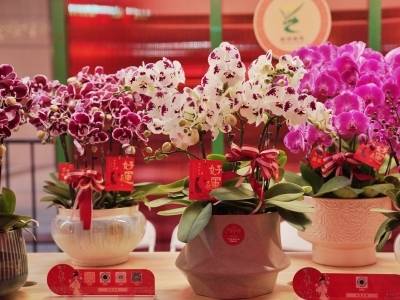 广东与上海的“年味对话” ｜广货行天下