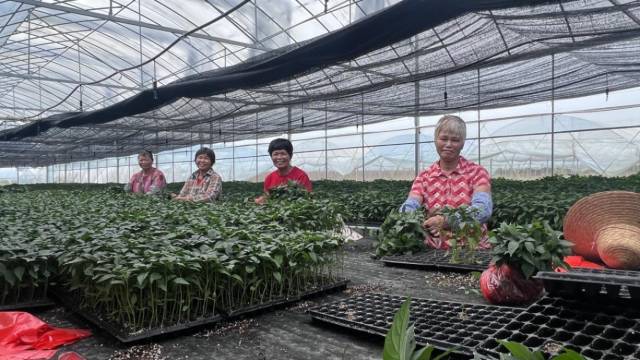 森柏洞村顺利小组温室大棚。