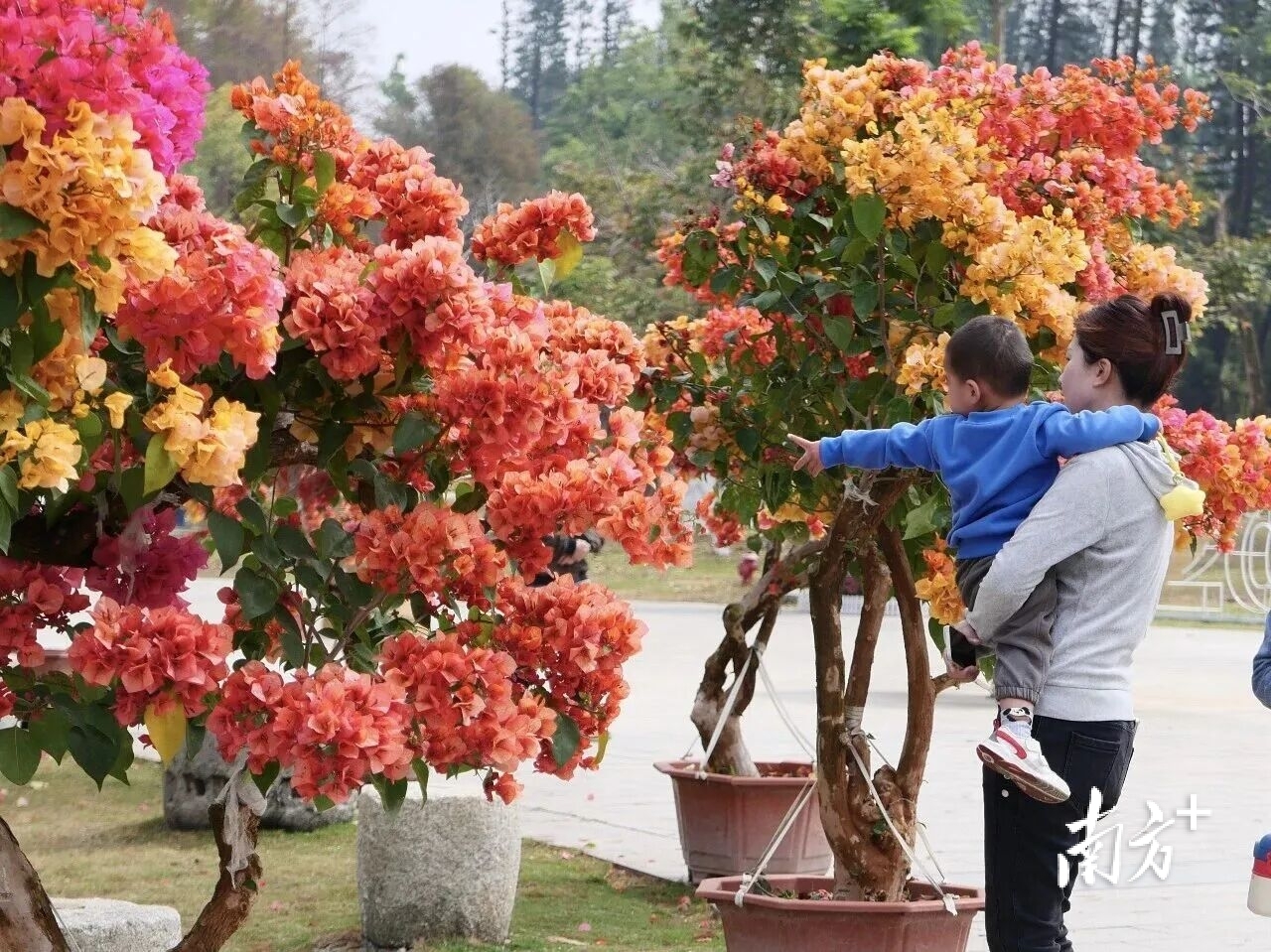 在金山植物公园三角梅园内，百花争艳，色彩缤纷。冯绍安 摄