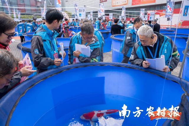 南方农村报 杨玲 拍摄