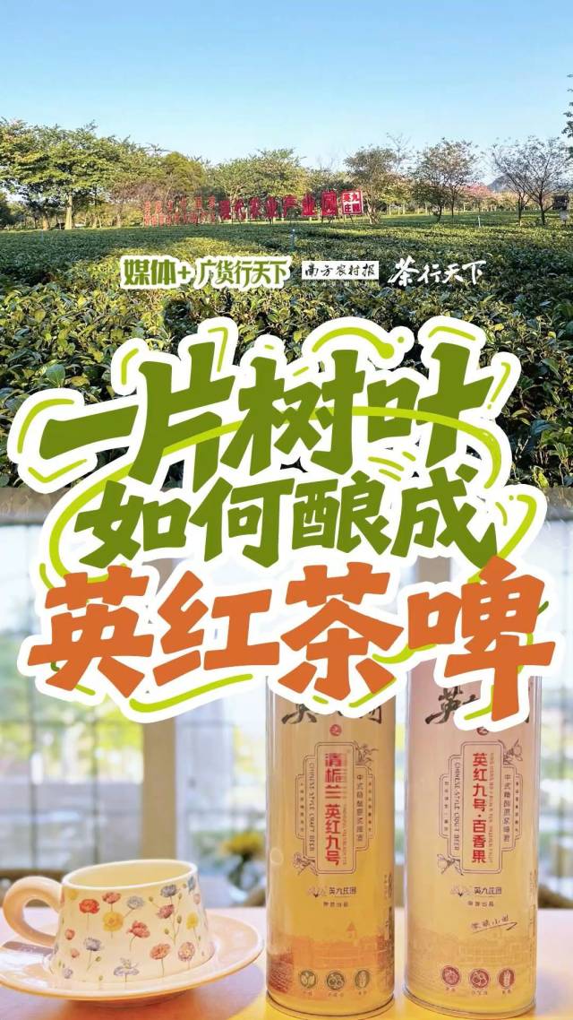 视频|一片树叶，如何酿成英红茶啤？