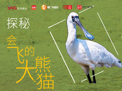 探秘“会飞的大熊猫”黑脸琵鹭