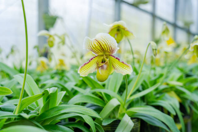 “植物界大熊猫”兜兰。