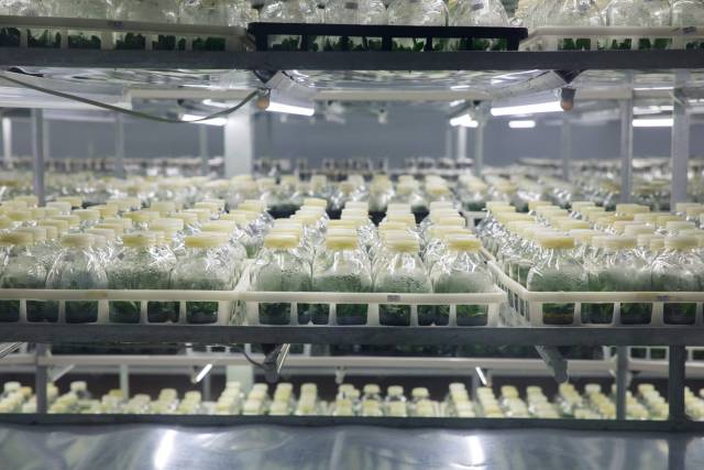 “齐天大圣”组培母本。