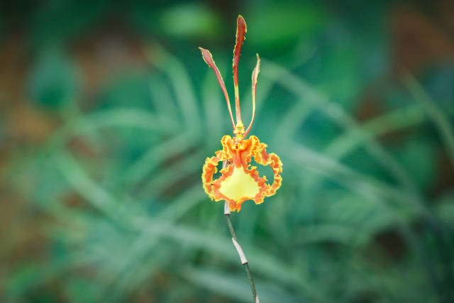 “父亲节专属之花”——“齐天大圣”。  
