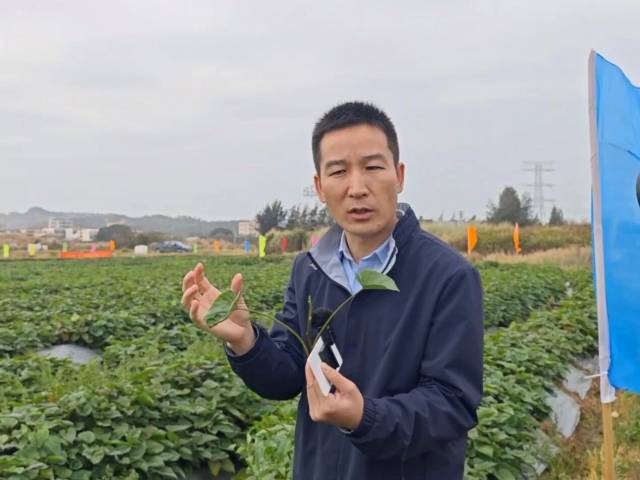 广东省农业科学院作物研究所高级农艺师陈新亮 广东省农业科学院作物研究所高级农艺师陈新亮