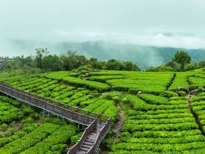 广货行天下·阳江有靓嘢⑫ |长在富硒土地的致富“金叶”