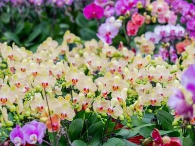 父爱如兰，定义广货的浪漫丨广货行天下