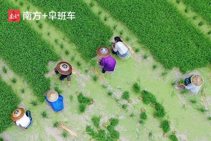 南方+早班车 | 中央一号文件来了！有这些新提法→