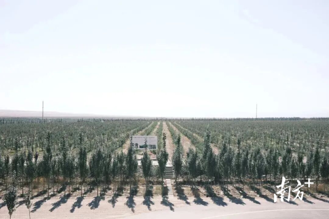 桐安乡沙棘林。