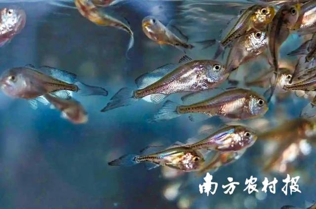 硇洲族大黄鱼幼苗。