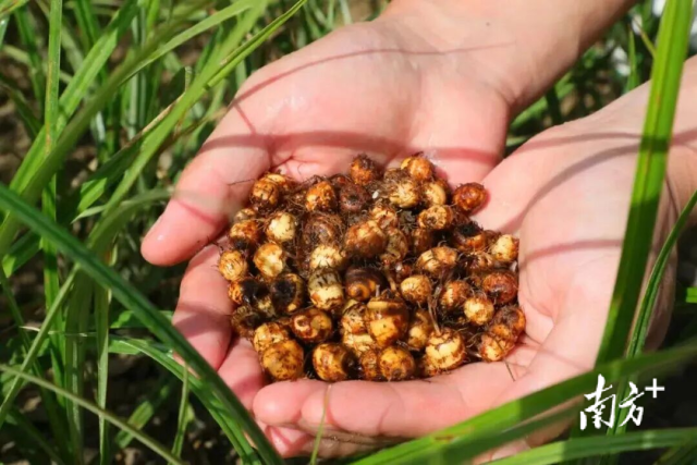 油莎豆在沙漠中扎根生长，成为了当地的“明星产品”。