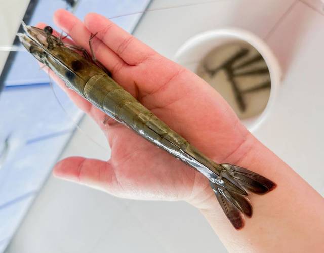 “中兴2号”对虾。