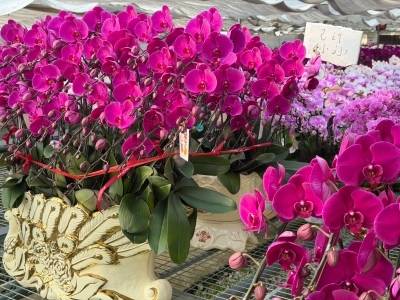 “这盆‘安娜’你不能带走！”从化花乡，见证广货行天下秘密｜新春走基层