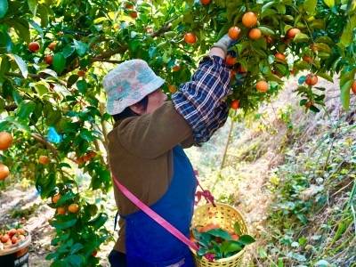 带货又带“策”！人大代表“履职信物”里藏着肇庆发展大计