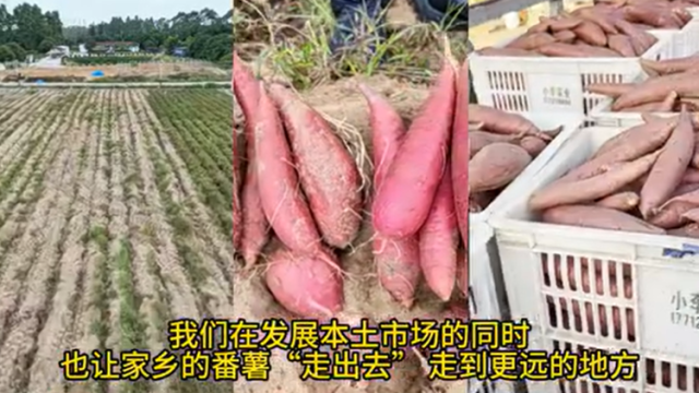 市人大代表林轩宏：让家乡的甘薯“走”向更远的地方 | 汕头“两会时间”
